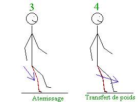 Mouvement de gambade (rception et transfert de poids)